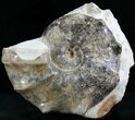Large Mammites Ammonite - Goulmima, Morocco #27361-1